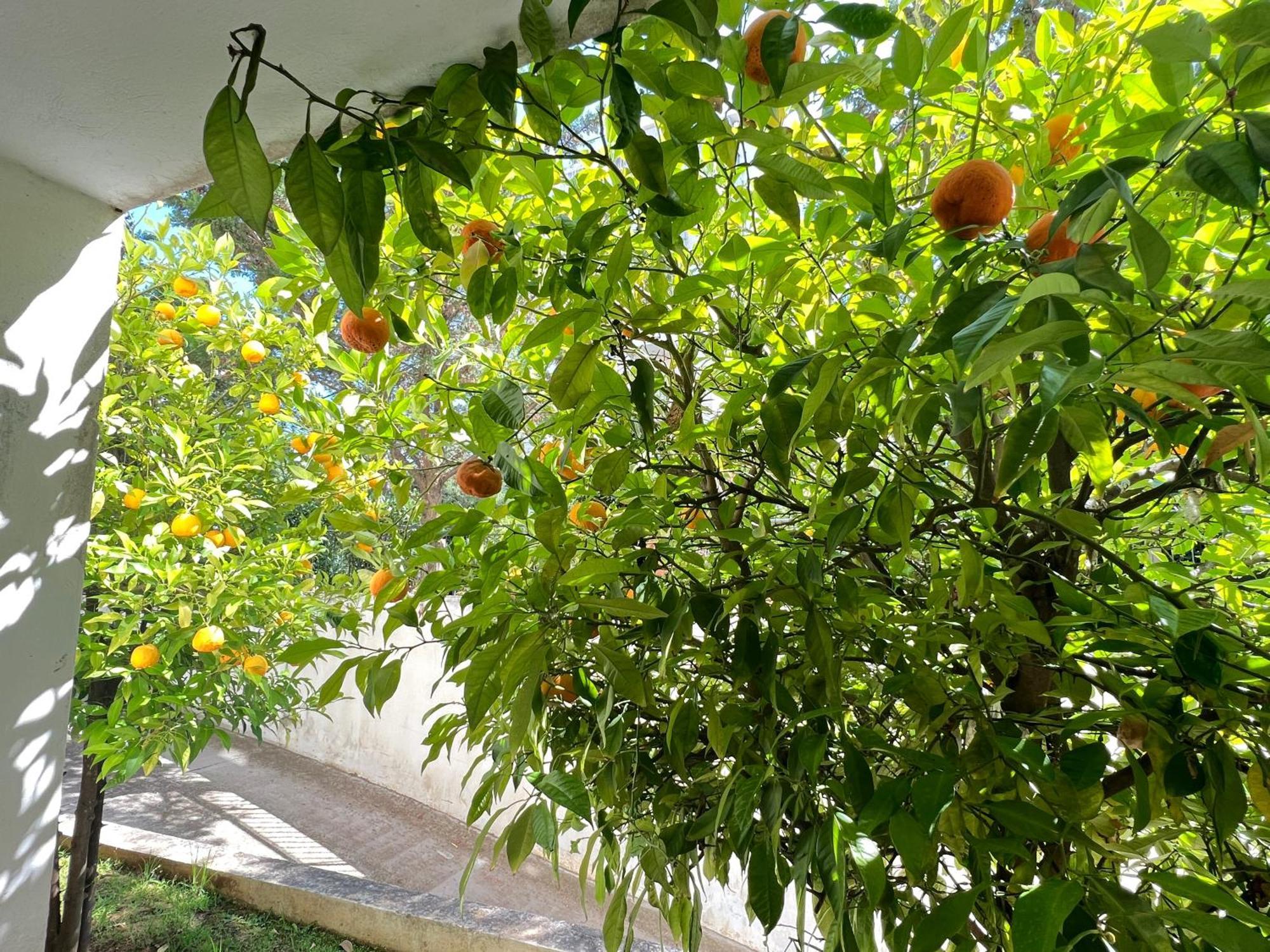 Cozy Fairytal Garden Apartment, Family Friendly, Free Parking, 15 Min To Airport Athen Eksteriør bilde